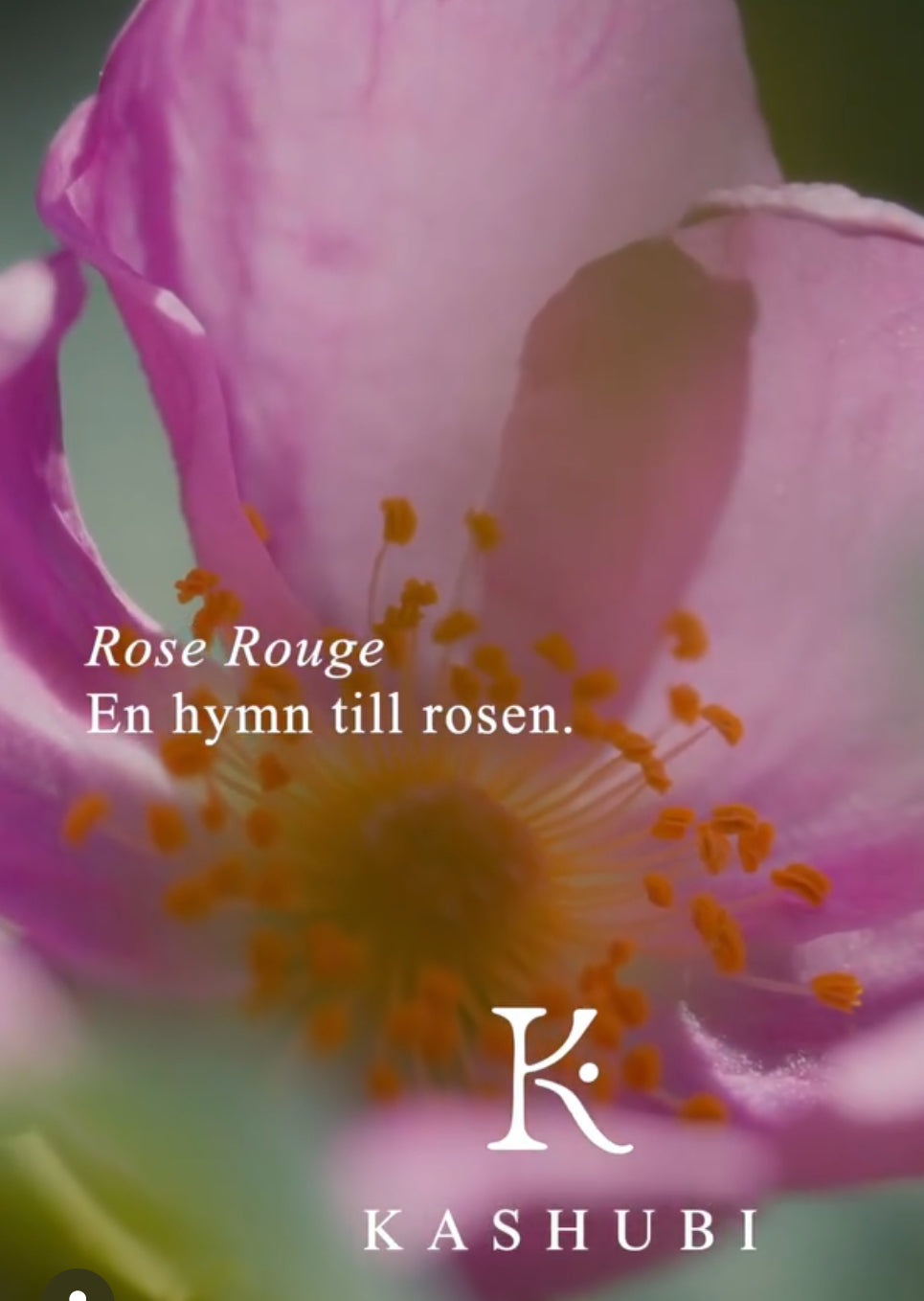 Rose rouge herbal smoke