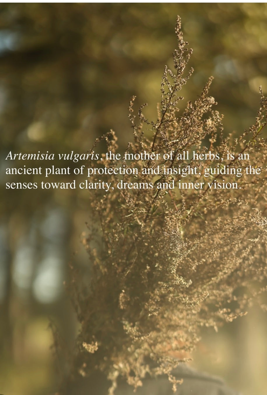 Artemisia herbal smoke limited edition